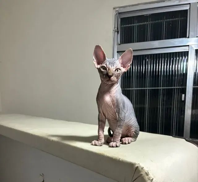 Gato sphynx * - Foto 4