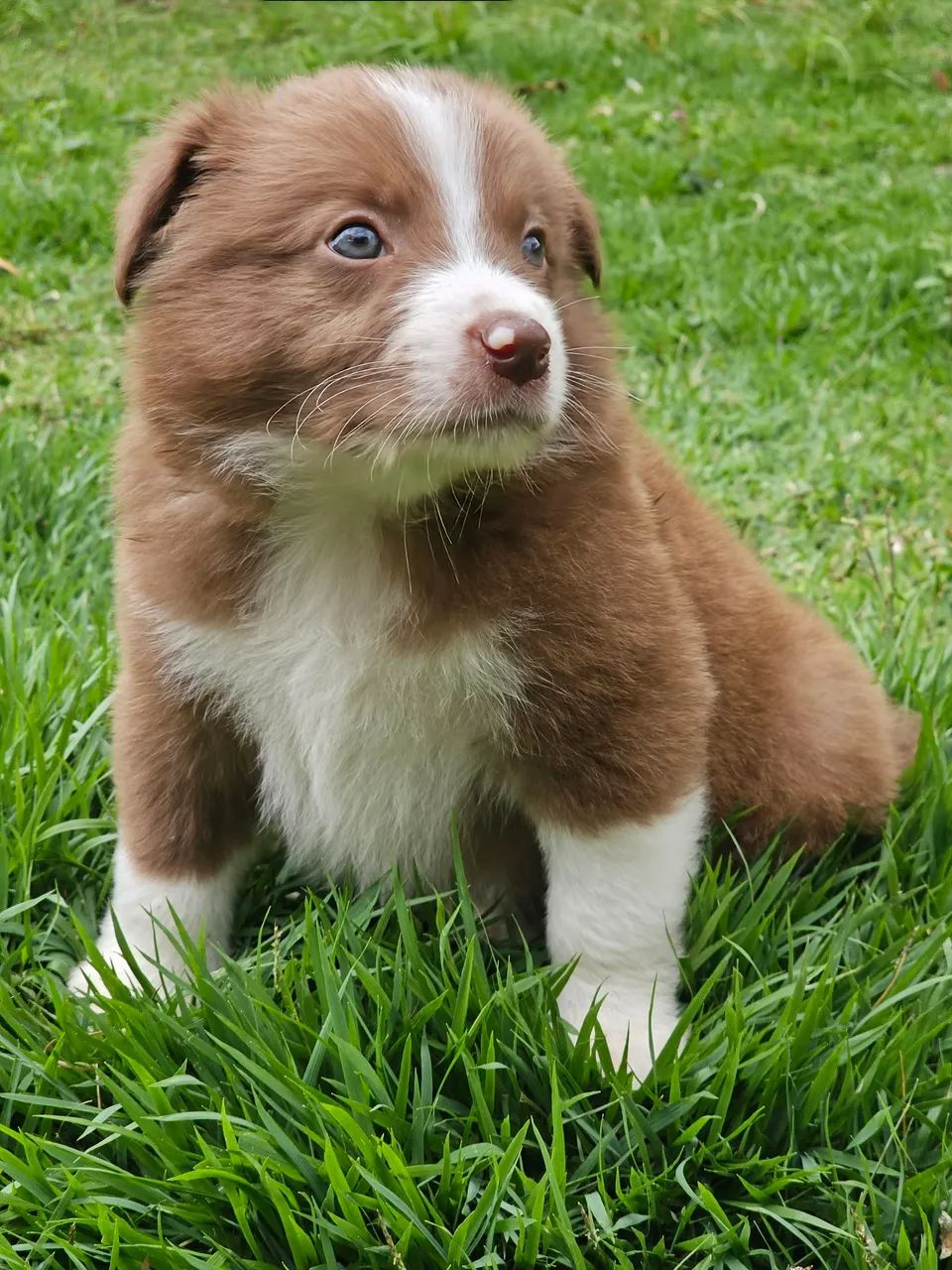 Border Collie Macho Marrom e Branco  - Foto 2
