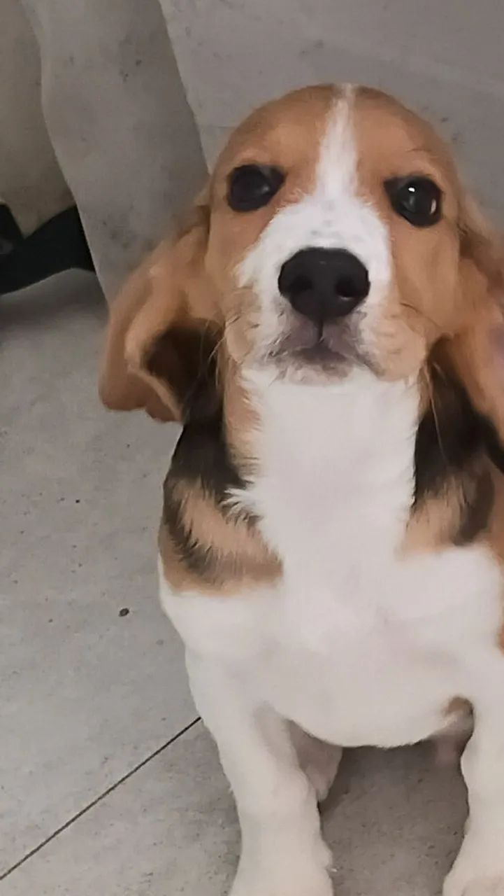 Venda solidaria de beagle - Foto 4
