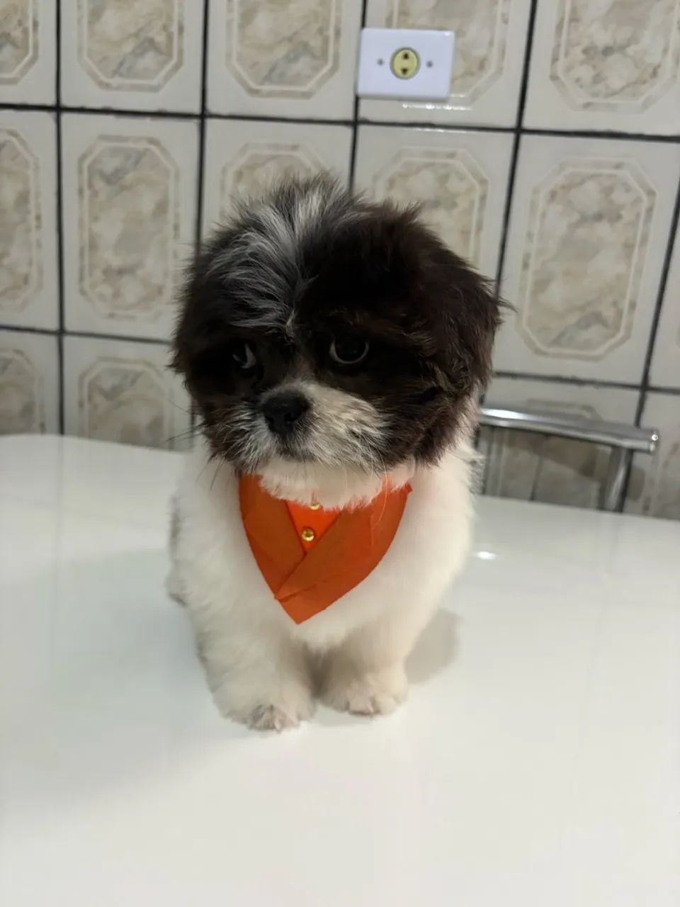 Vendo shitzu 4 meses 