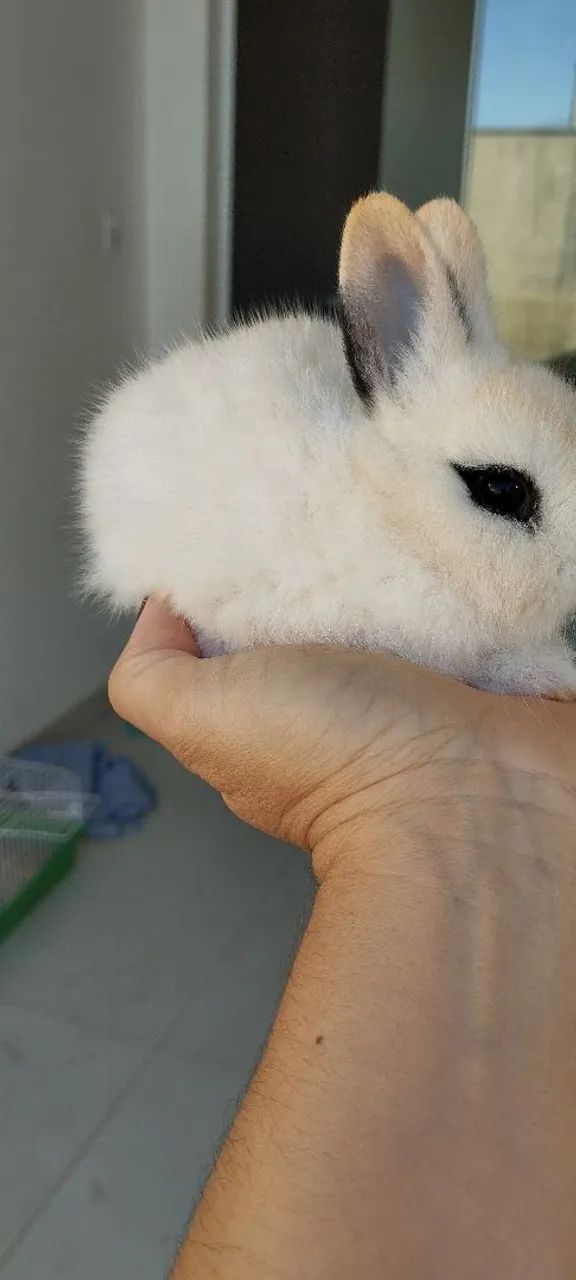 Coelho anão  - Foto 2