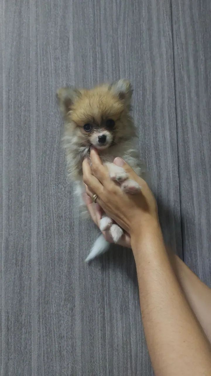 Filhotes de Spitz alemão  - Foto 3