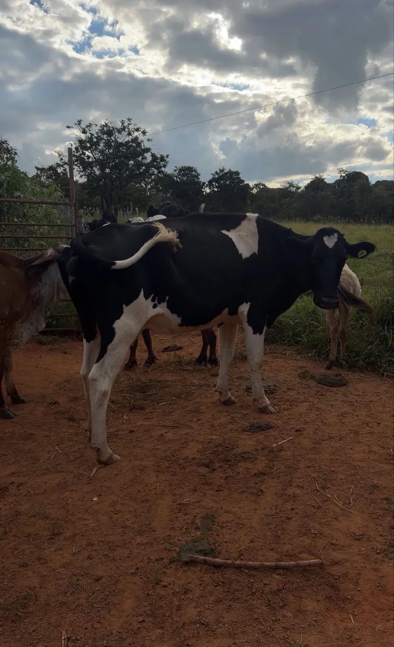 Vacas leiteiras - Foto 2