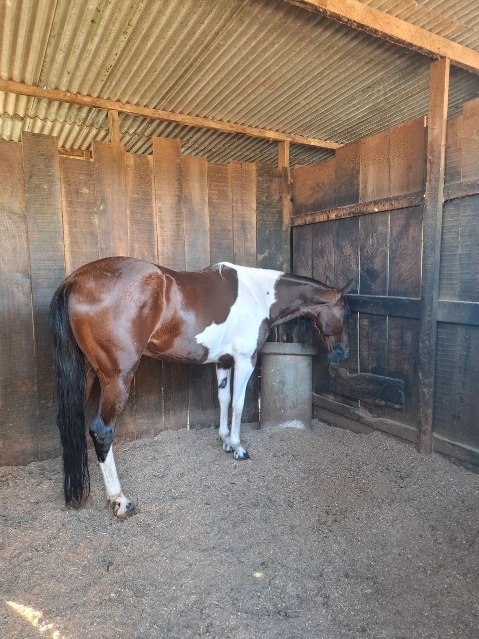 Cavalo Mangalarga Paulista