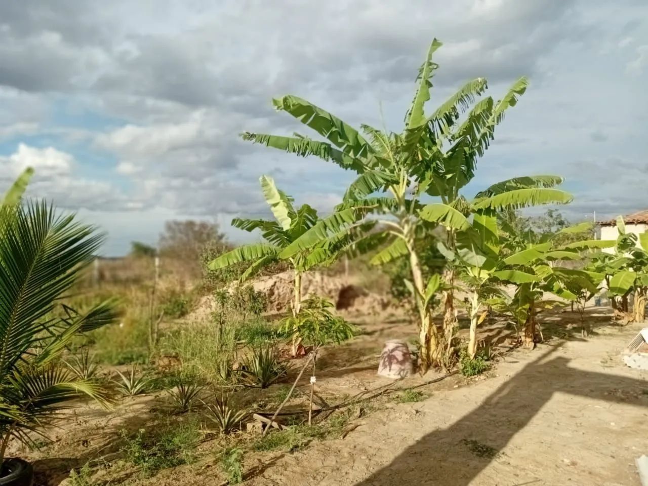 Chácara em Caruaru com preço ótimo  - Foto 2