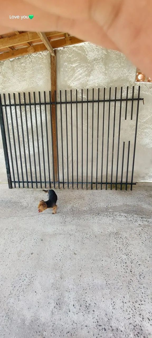 Grade portão  - Foto 4