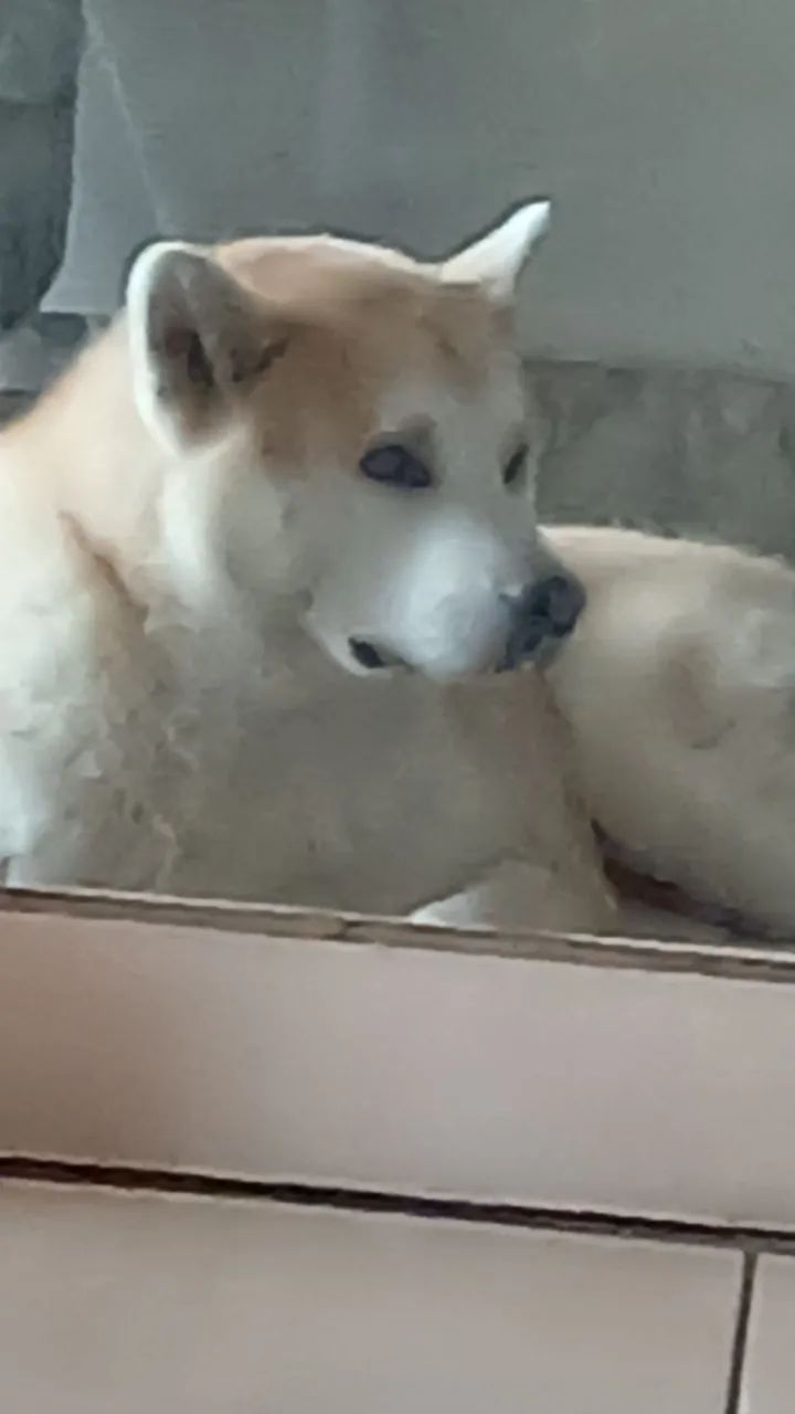 Akita  - Foto 2