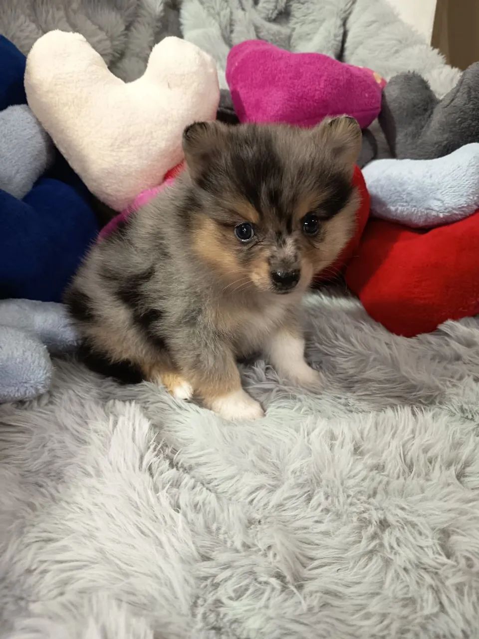 Spitz alemão macho quatro cores  - Foto 4