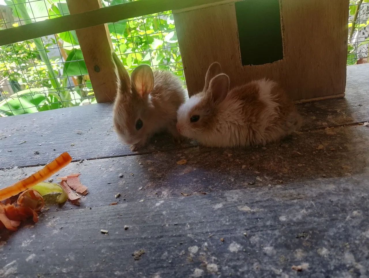 Mini coelho 
