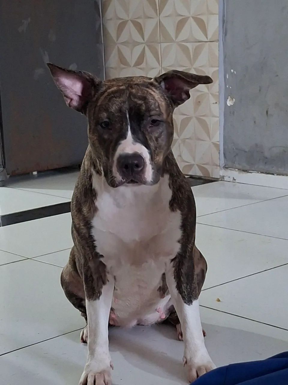 Cachorros Pitbull  - Foto 5