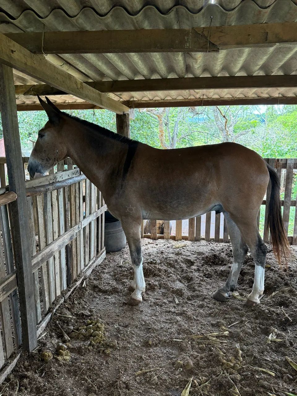 Burro de patrão  - Foto 2