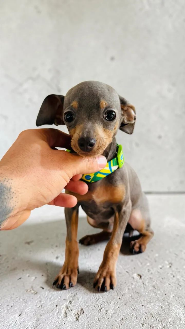 pinscher Blue 5 meses  - Foto 5