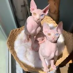 Sphynx Machos e Femeas