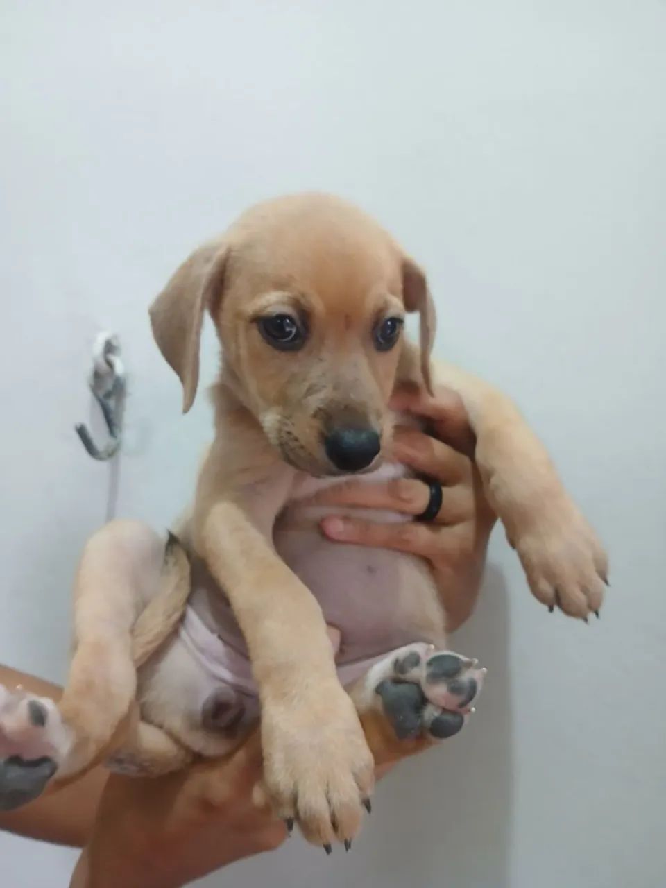 Doaçao de doguinha - Foto 3