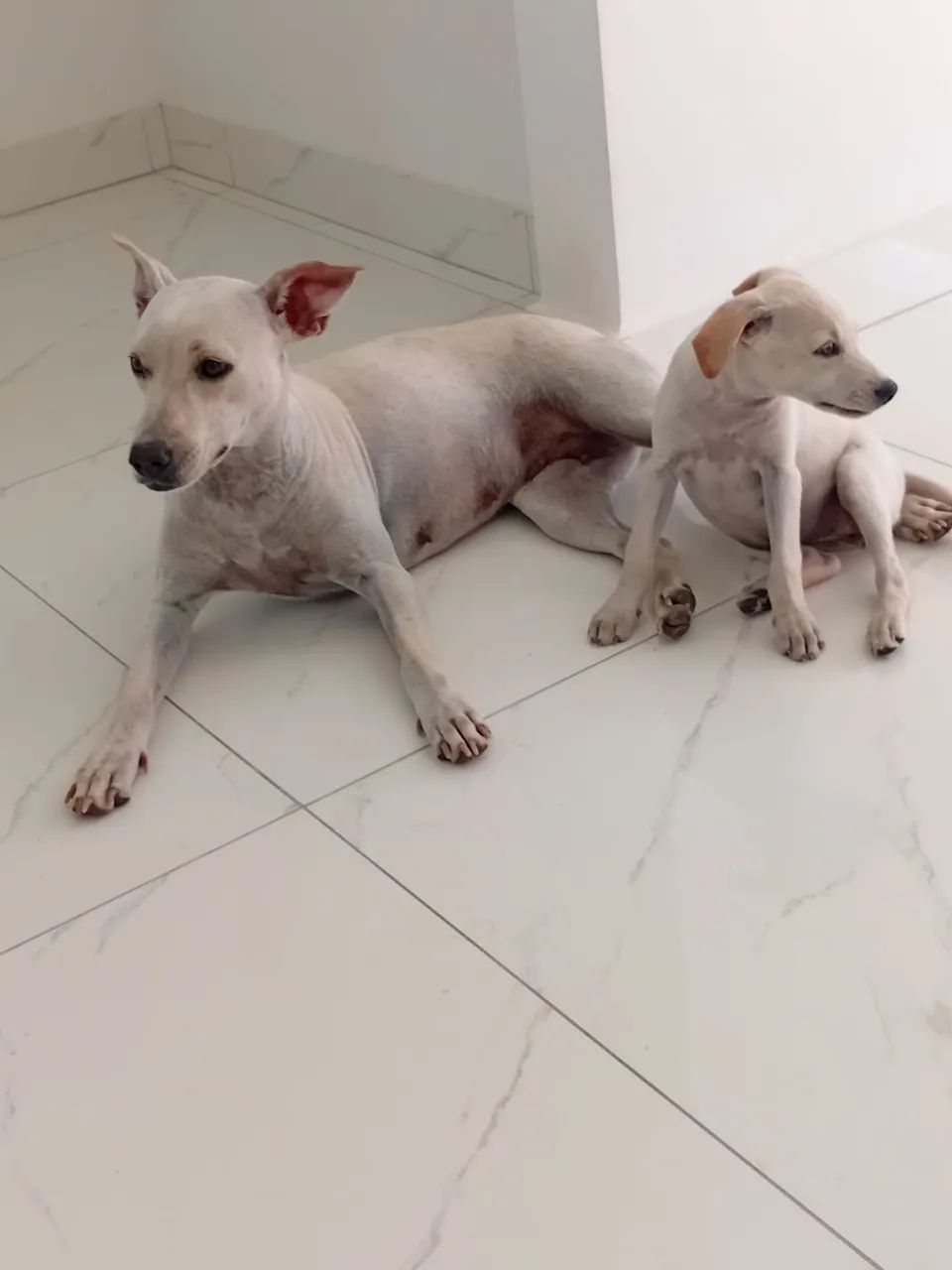Adoção responsável  - Foto 3
