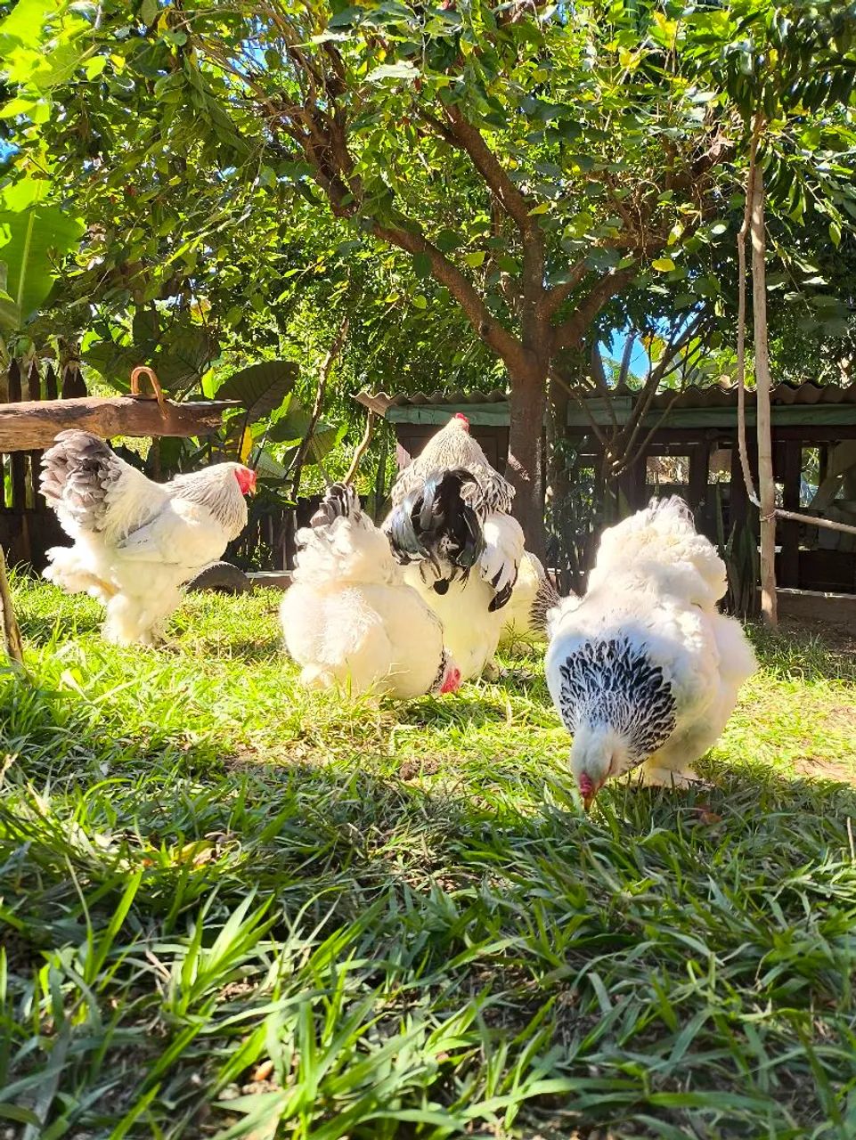 Ovos de galinha Brahma light  - Foto 2