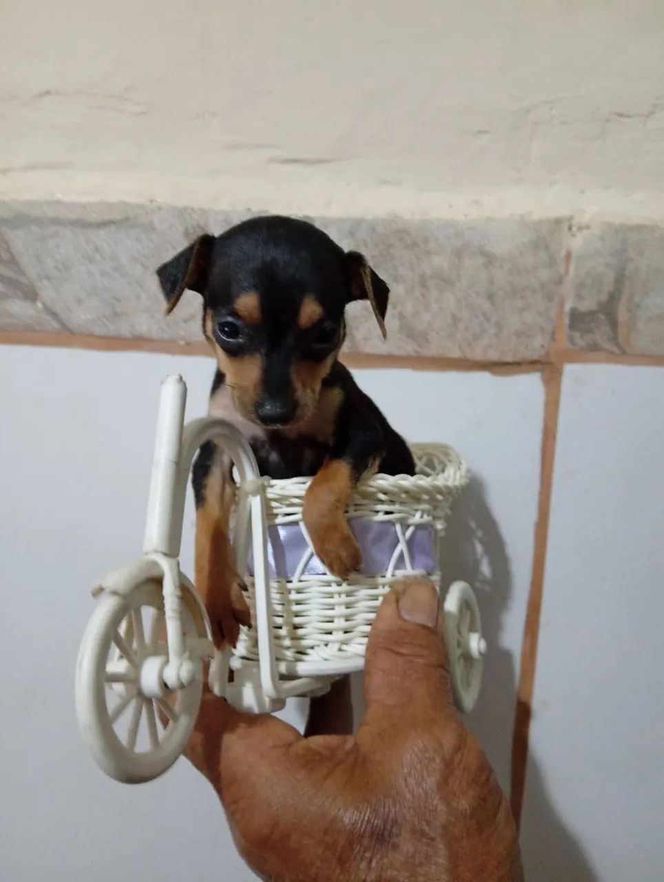 Pinscher N 1 - Foto 3