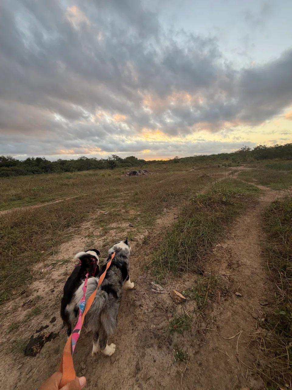Filhote de Border collie ( fotos dos pais nas fotos) - Foto 5