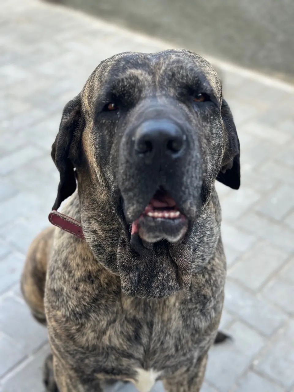 Cruzamento com fila brasileiro  - Foto 2
