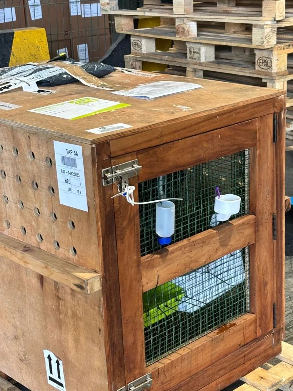 Caixa para transportar cães . - Foto 2