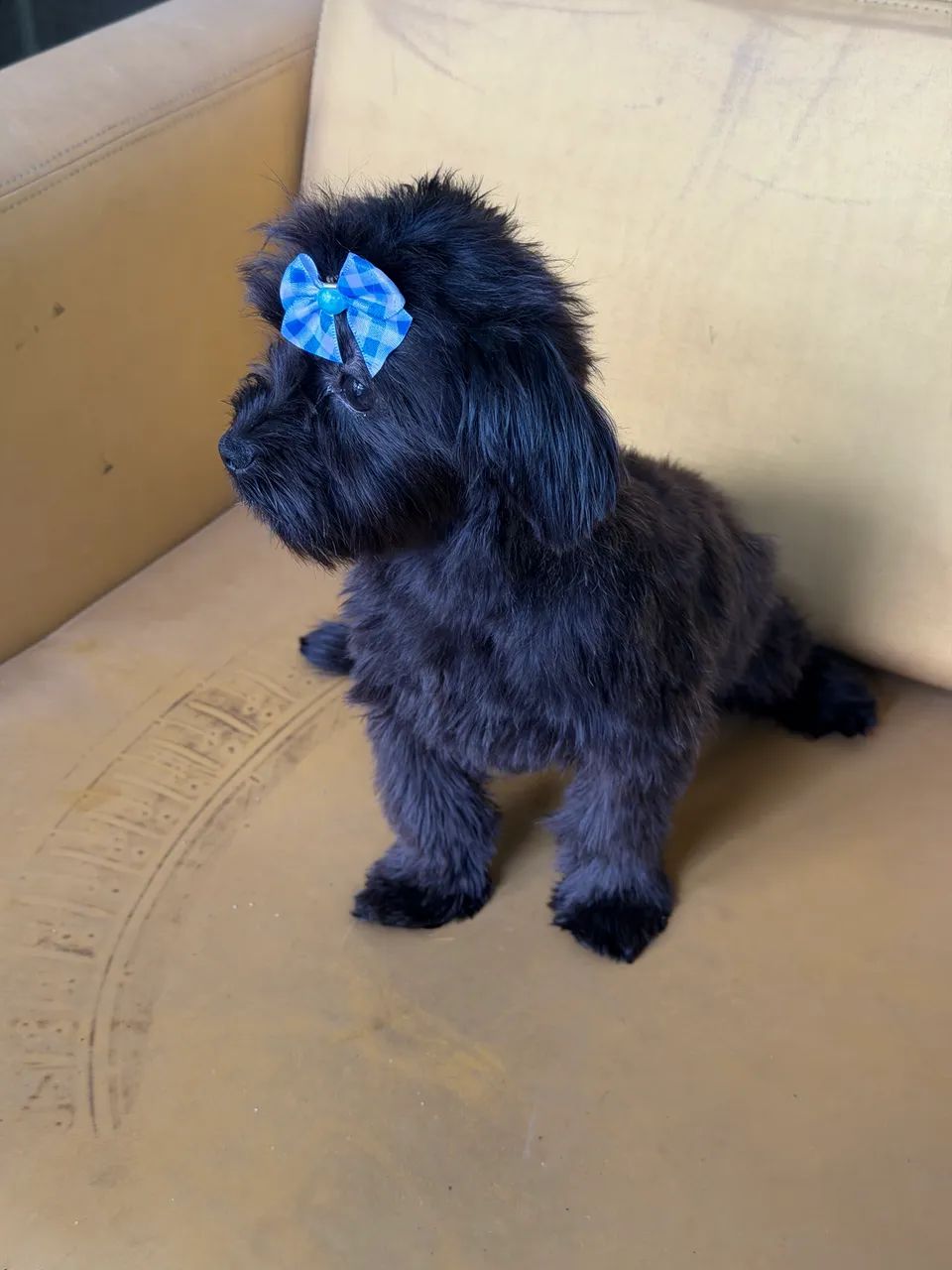 Fêmea 5 meses bem pequena  - Foto 5