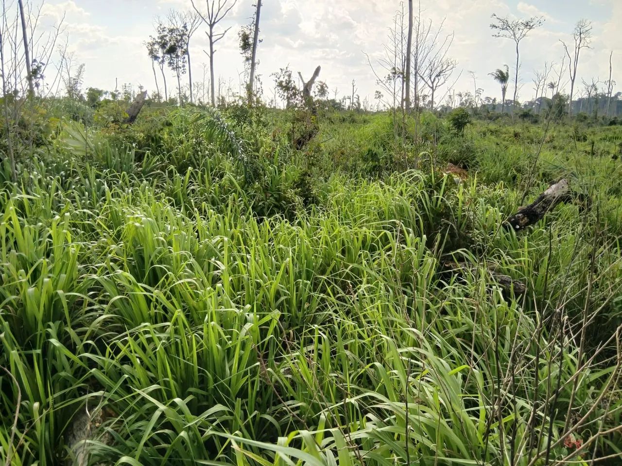 Documento está em trâmite  - Foto 3