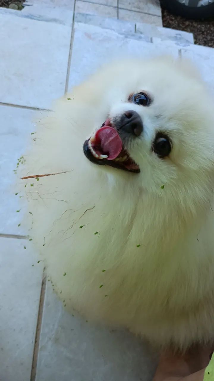 Spitz alemão adulto com pedigree, PARCELO10X CARTÃO  - Foto 2