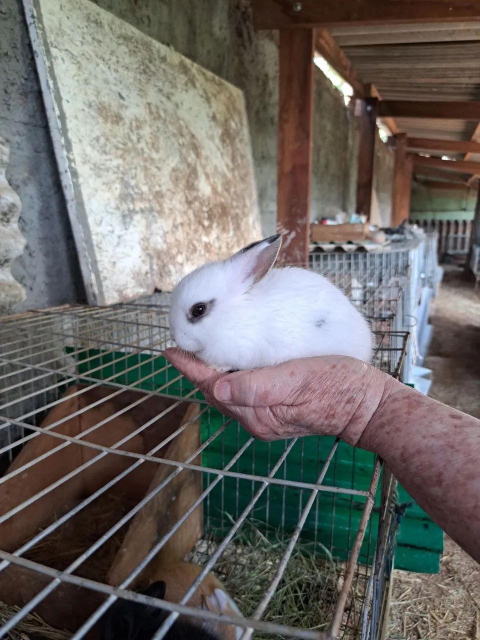 Vendo coelhinhos  - Foto 4