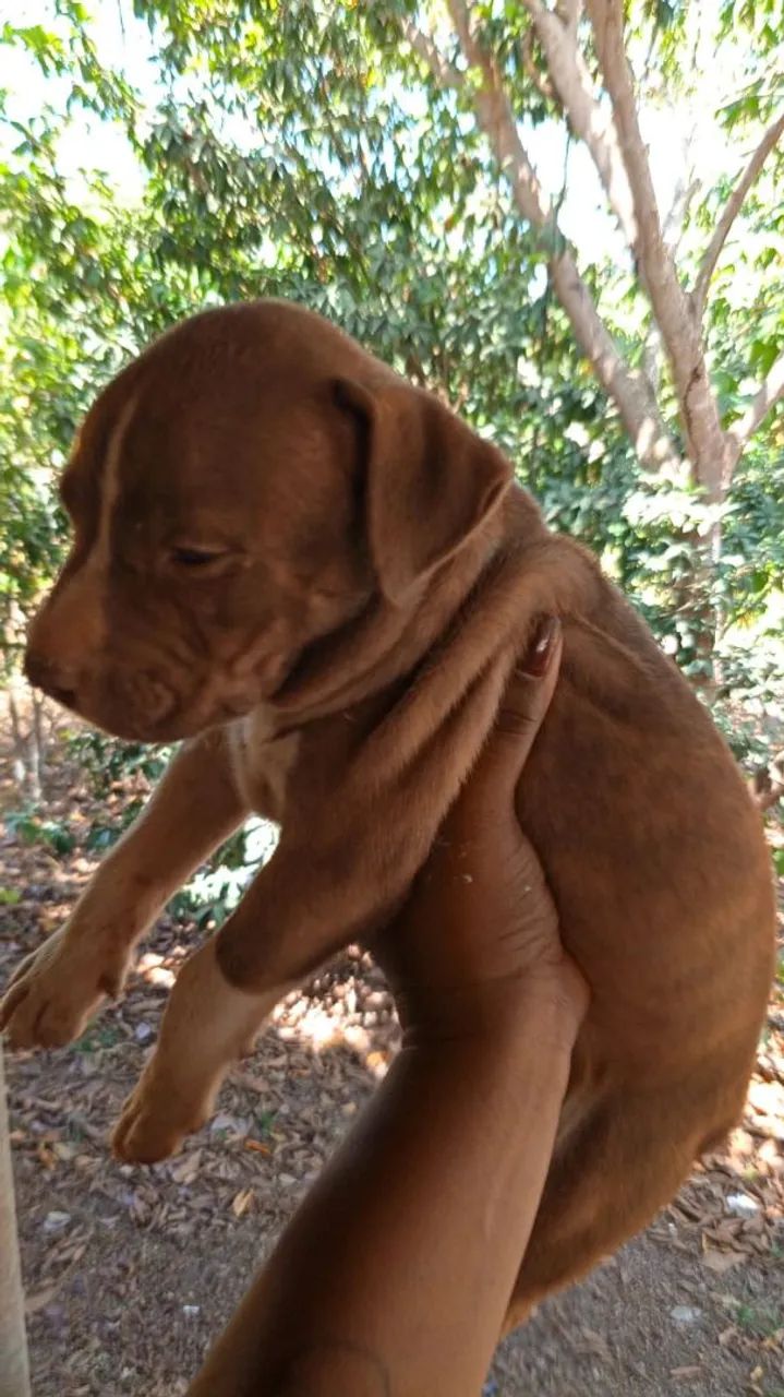 Cachorro Pit Bull  - Foto 3
