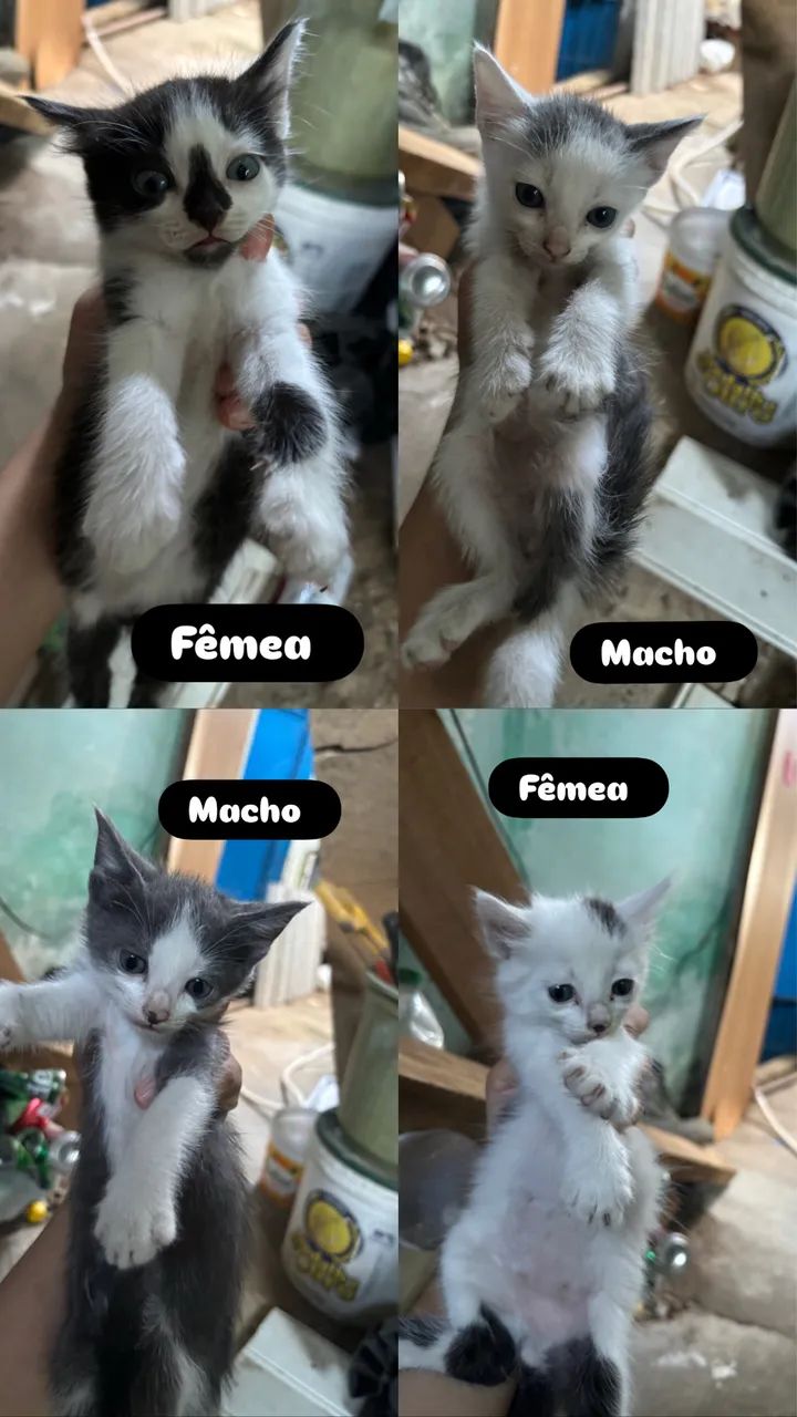 Gatinhos p doação 