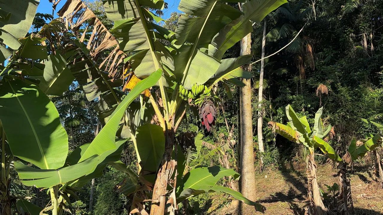 Vendo terreno em são Pedro de Alcântara  - Foto 5