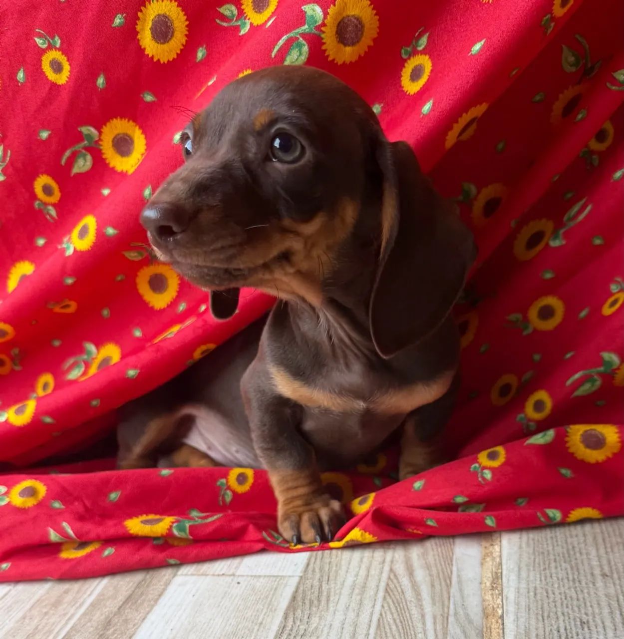 Dachshund / teckel - Foto 3