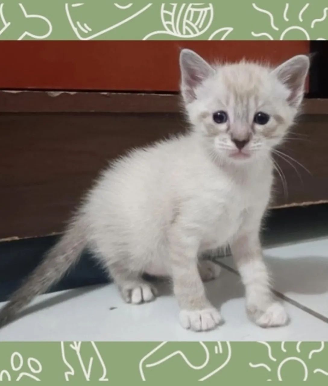 Adoção Responsável Urgente - Leia a descrição - Foto 3