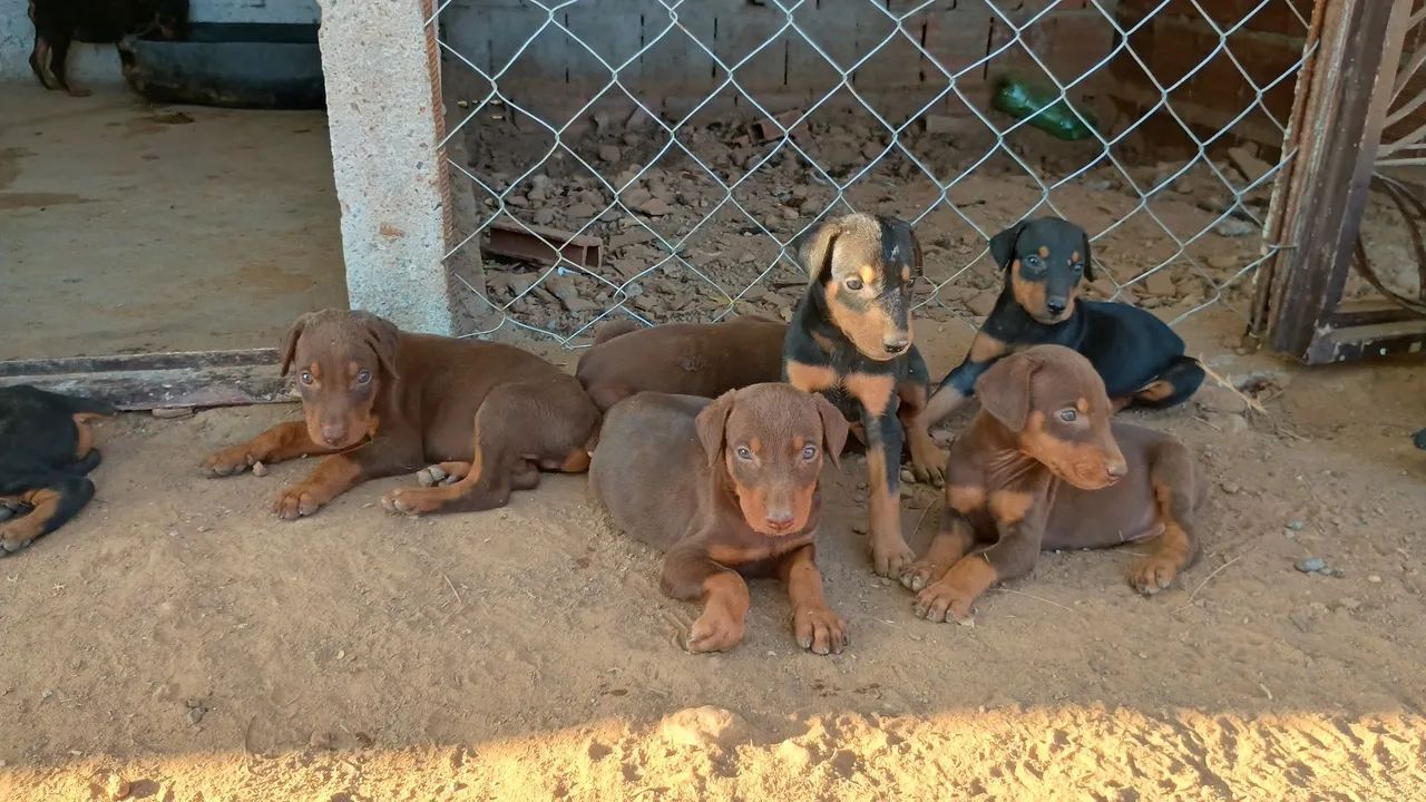 Filhotes de dobermann com pedigree  - Foto 3