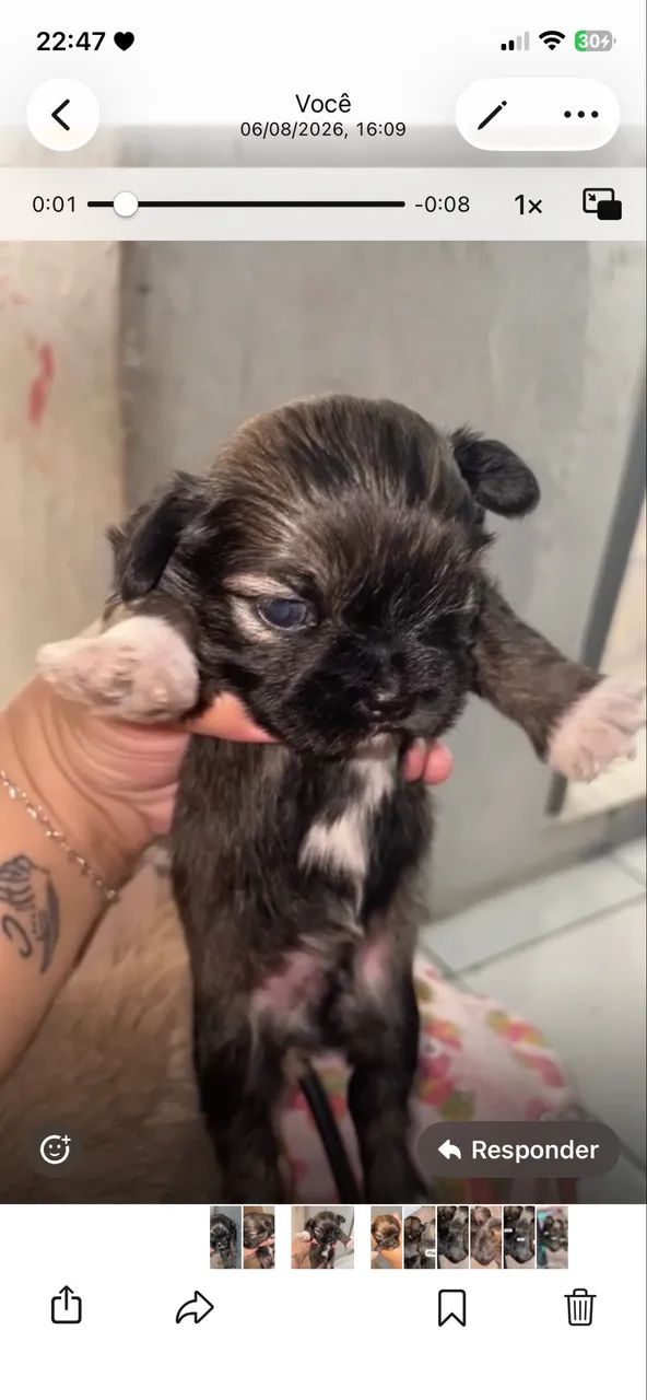 Shih Tzu - Foto 3