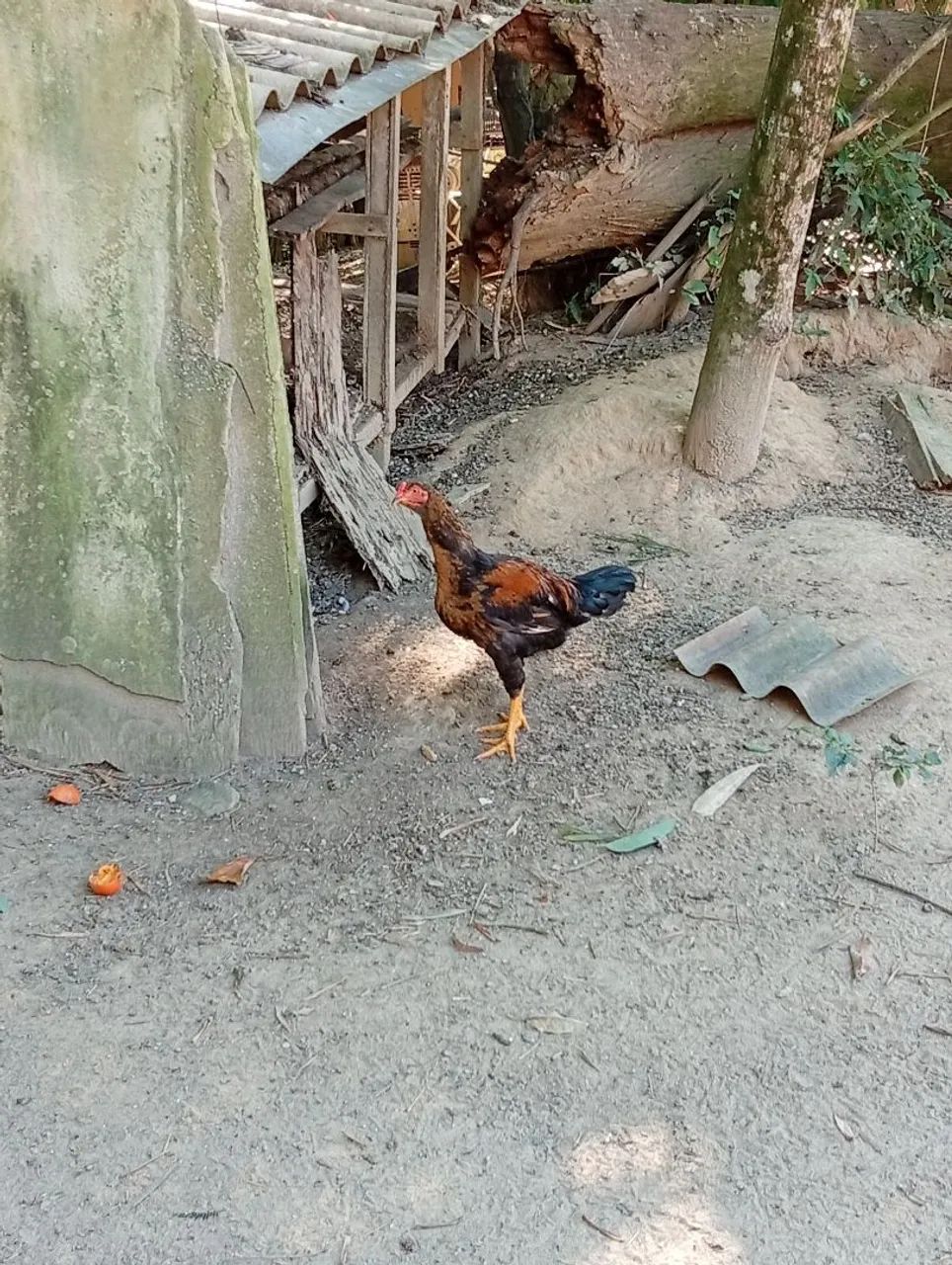 Frango Caipira  - Foto 4