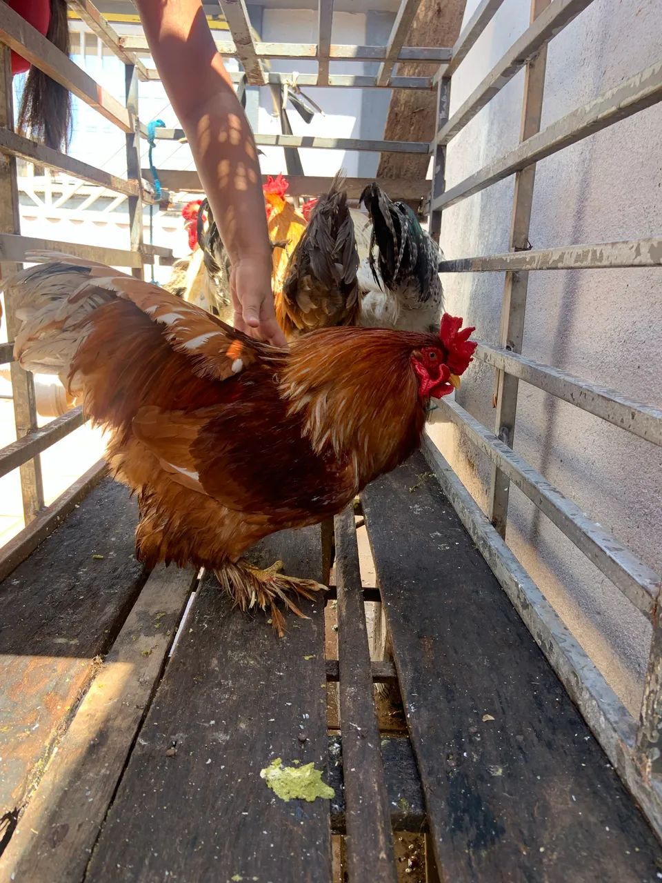 Galo Brahma - Foto 2