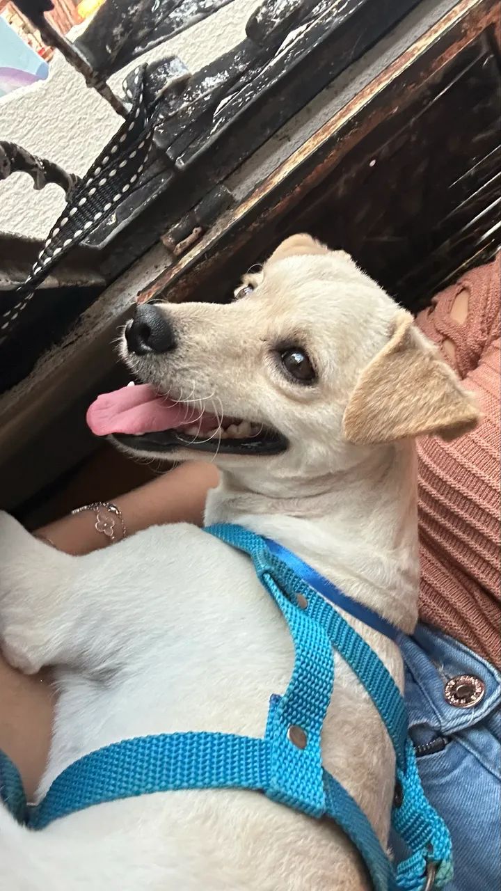 Doação de cachorro  - Foto 2