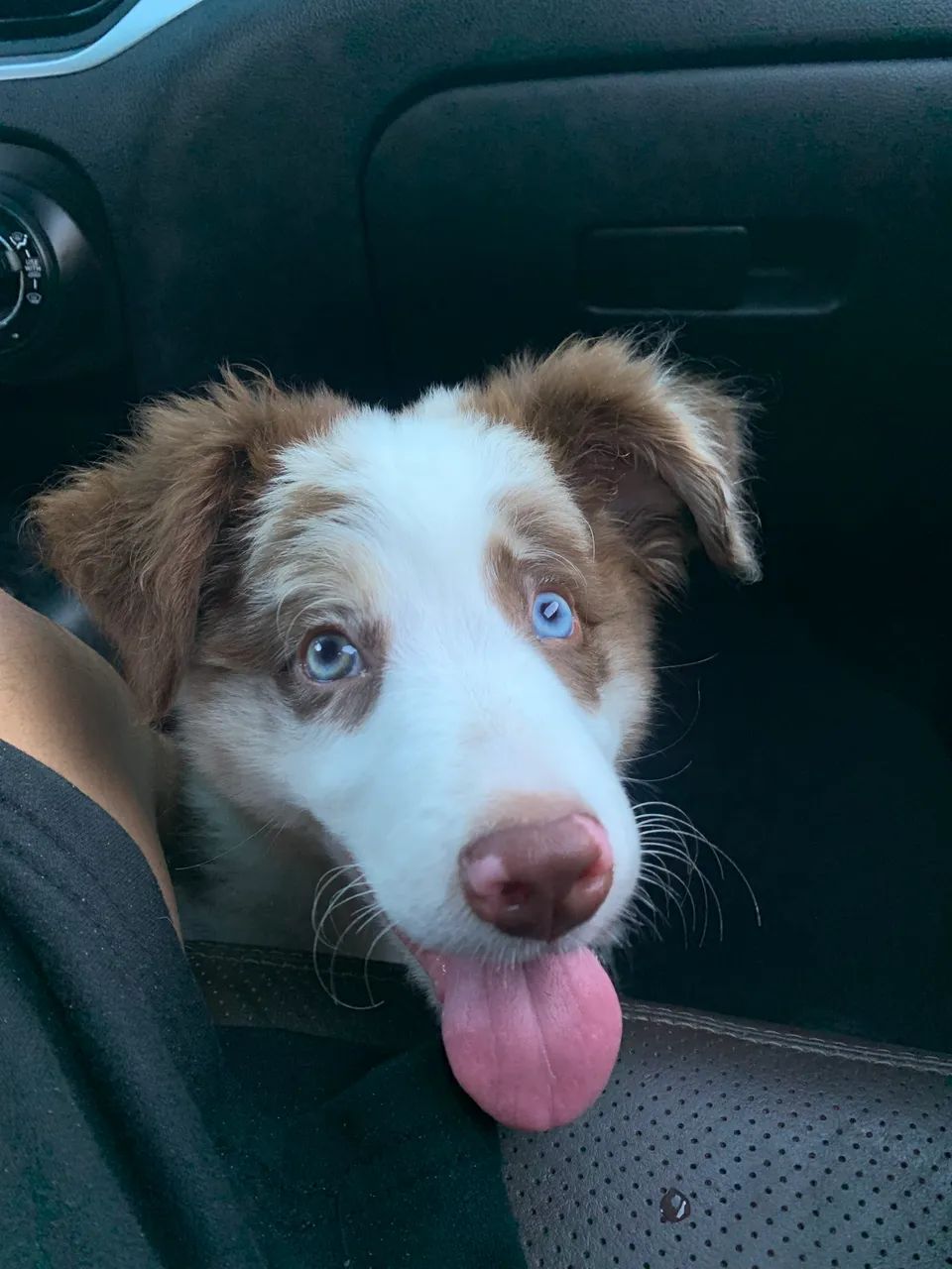 Border collie - Foto 3
