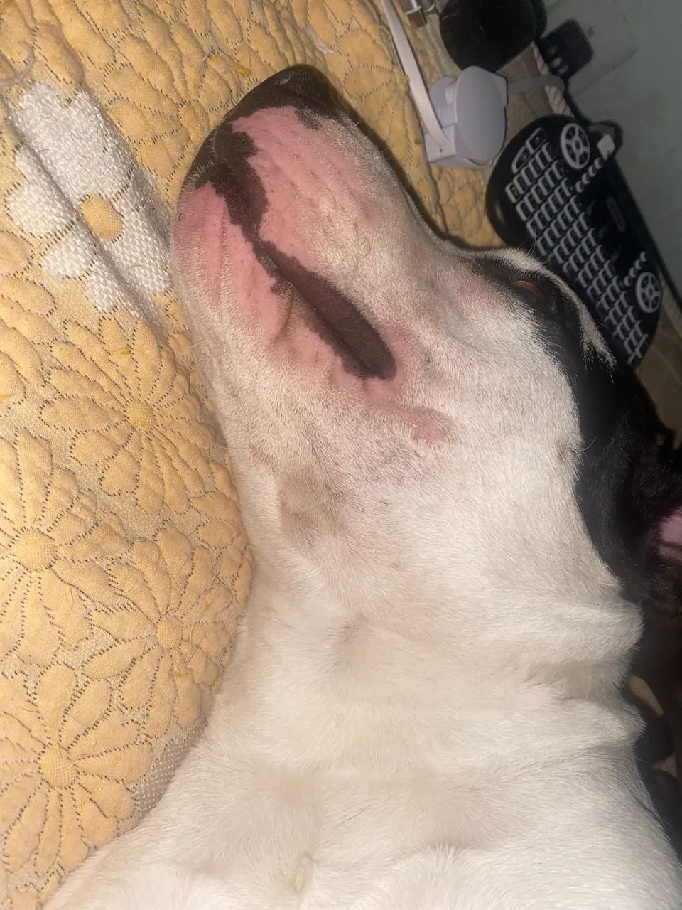 Pitbull American starfoshire 