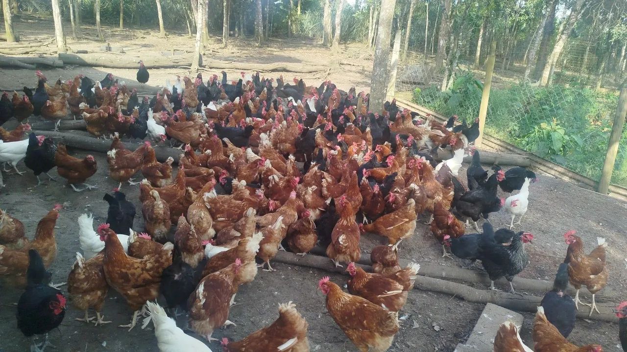 Galinhas  - Foto 3