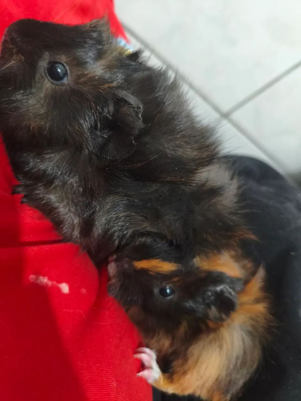 Porquinho da India - Foto 5