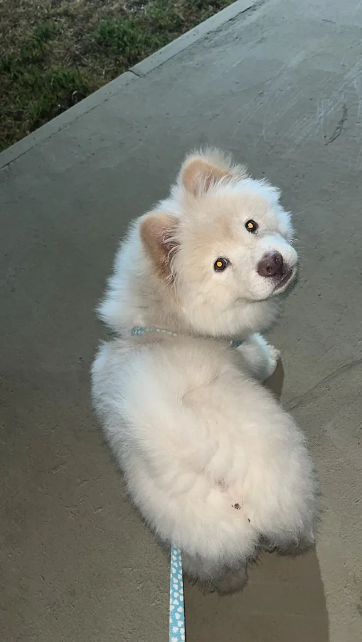 Chow chow - Foto 3