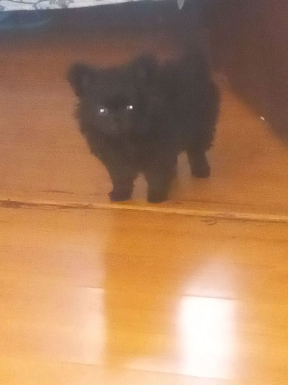 Spitz alemão  - Foto 2