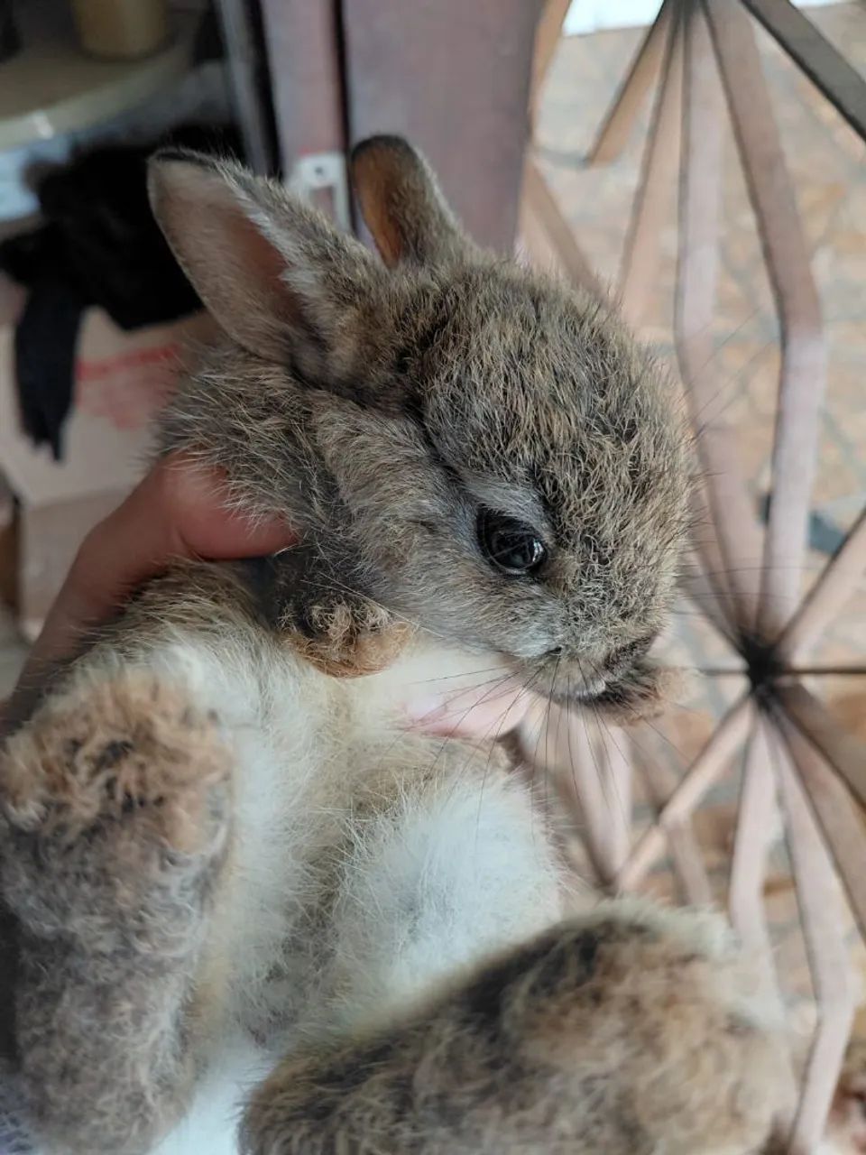 Vende-se coelhinha fofinha filhotes  - Foto 2