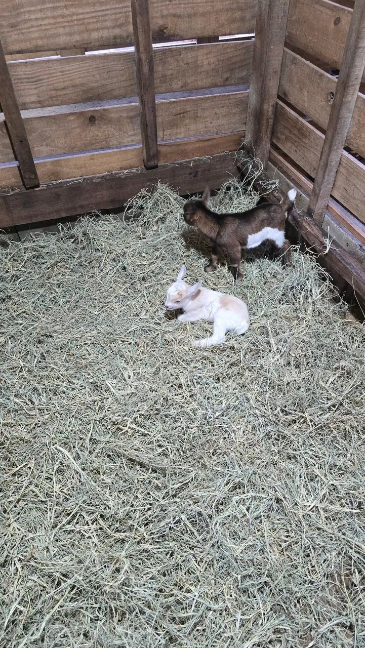 Mini cabra/ mini bode / Micro cabra - Foto 3