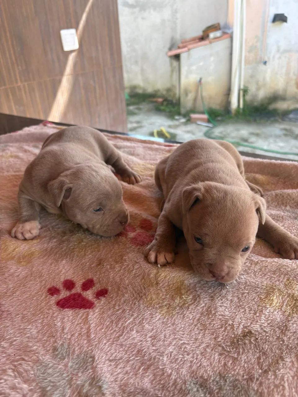 American Bully  - Foto 5