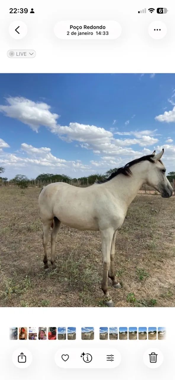 Égua a venda!