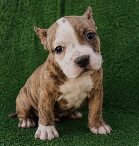 American bully - Foto 2