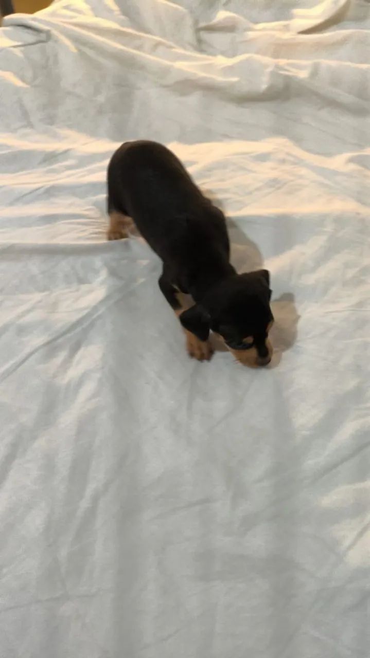 Cachorro da raça Pinscher 